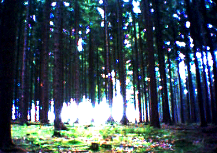 Der Wald